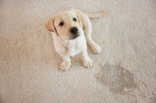 Pet urine stains are tough on the carpet, but we are tougher.